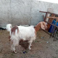 گوسفند فروشی حاجی اباد