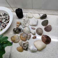 لوازم تزیینی آکواریوم|ماهی|تهران, وحیدیه|دیوار