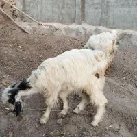 سه عدد بزغاله بومی|حیوانات مزرعه|خلجستان, |دیوار