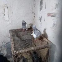 جفت کله ای نرماده کلاهی