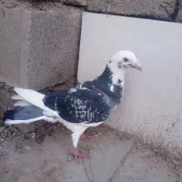 جفت نر فروشی 600