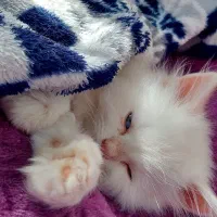 اسکاتیش لانگ هیر|گربه|تبریز, |دیوار