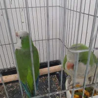 جفت طوطی راهب نر و ماده تازه بالغ با تست قفس لانه