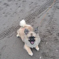 سگ پامرین  (کایلا)|سگ|کیاشهر, |دیوار