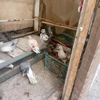 ۸طق جوجه پرشی