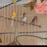 پرنده ی زینتی..    ببر ب شرط