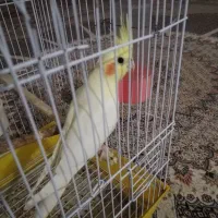 عروس هلندی  نروماده|پرنده|زابل, |دیوار