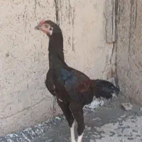 خروس لاری