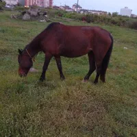اسب|اسب و تجهیزات اسب‌سواری|بندر انزلی, چهارفریضه|دیوار