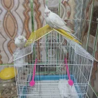 پرنده زینتی|پرنده|خاش, |دیوار