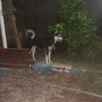 هاسکی نر هشت ماه