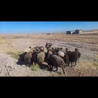 گوسفند داشتی|حیوانات مزرعه|تاکستان, |دیوار