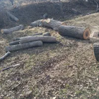 خریدارهمه نوع چوپ ودرخت|خدمات باغبانی و درختکاری|مشگین شهر, |دیوار