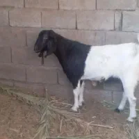 گوسفند بربری