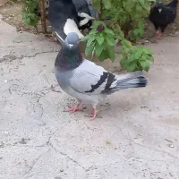 کبوتر سبز|پرنده|جیرفت, |دیوار