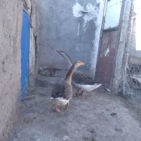 غاز