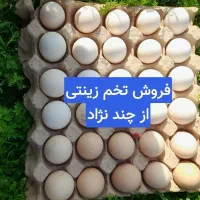 فروش تخم نطفه دار زینتی(ارسال به سراسر کشور)