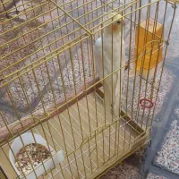 عروس هلندی با قفس