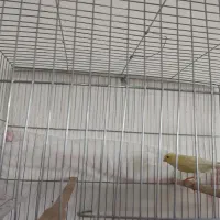 ماده قناری|لوازم جانبی حیوانات|سیرجان, |دیوار