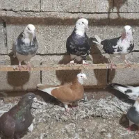 تعدادی کبوتر عالی