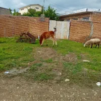 کره‌اسب‌نژاد‌کرد