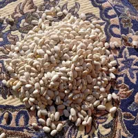 لوبیا سفید تمیز کاشت امسال