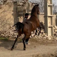 مادیان سواری دار|اسب و تجهیزات اسب‌سواری|اردبیل, |دیوار