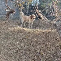 وگذاری|سگ|شیراز, ترمینال باربری|دیوار