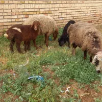 میش بره دار