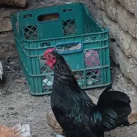 مرغ و خروس مینیاتوری سرحال|حیوانات مزرعه|ساری, |دیوار