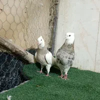 طوقی ۵۰جفت|پرنده|شاهین‌شهر, عطار|دیوار