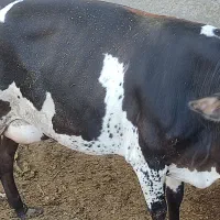 حیوانات مزرعه گاو گوسفند بز|حیوانات مزرعه|زابل, |دیوار