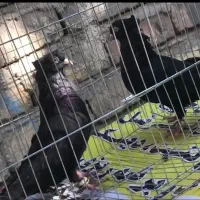 ۷تا زاغ چشمنوک سفید درجه یک