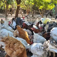 مرغ و خروس قوغاز بوقلمون|حیوانات مزرعه|سیسخت, |دیوار