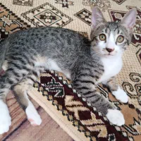 سه بچه گربه|گربه|شیراز, شهرک فرهنگیان|دیوار