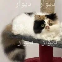 شاه توله اگزاتیک خِرسی عروسکی ماده