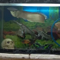 ماهی|ماهی|مرند, |دیوار