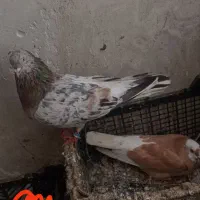 یک جفت کبوتر سرور