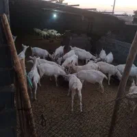 کهره نر سانن اصل|حیوانات مزرعه|مرودشت, نقش رستم|دیوار