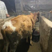 دوعدد تلیسه(لیشه)|حیوانات مزرعه|رشت, سلیمانداراب|دیوار