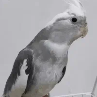 عروس هلندی نر.