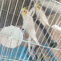 یک جفت عروس هلندی
