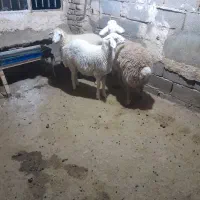 سه راس بره نر مغانی