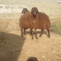 گوسفند و بره نر قزل|حیوانات مزرعه|تبریز, |دیوار