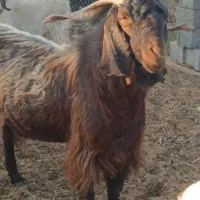 فروش یک نری تخمی