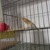 قناری نر|پرنده|رباط‌کریم, رباط‌کریم|دیوار