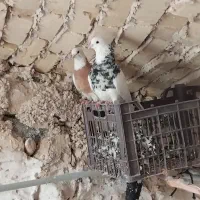 کبوترطوقی جفتی دوملیون|پرنده|کوهدشت, |دیوار