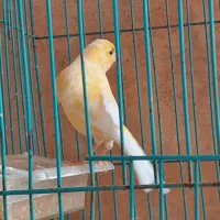 قناری نر|پرنده|خورموج, |دیوار