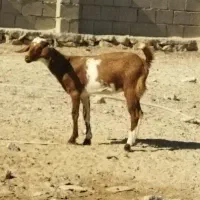 گیسه کوچک و نری فهل|حیوانات مزرعه|قشم, |دیوار