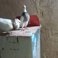طوقی|پرنده|شیراز, شهرک گلها|دیوار